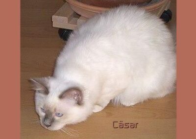 Cäsar