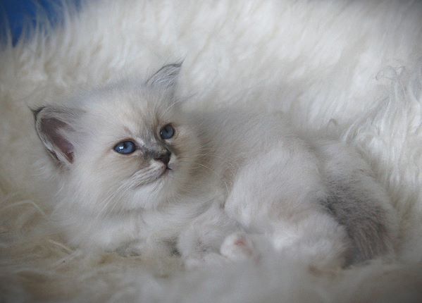 Heilige Birma von Eigil & Cavalier King Charles Spaniel Am Goldbach - Abby blue tabby 2