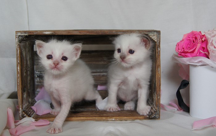 Heilige Birma von Eigil & Cavalier King Charles Spaniel Am Goldbach - Amy Choc Lilac