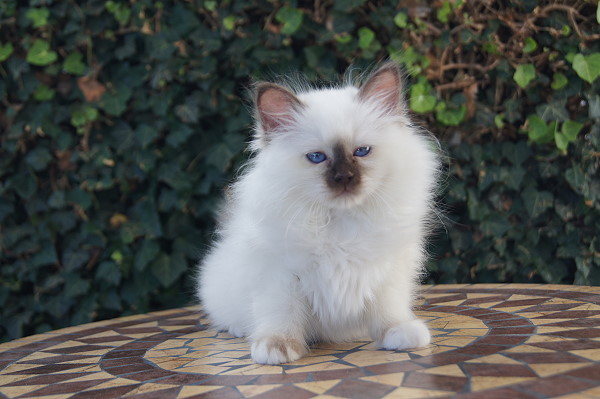 Kitten 22 Heilige Birma von Eigil & Cavalier King Charles Spaniel Am Goldbach - Bibi 3