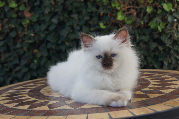 Kitten 23 Heilige Birma von Eigil & Cavalier King Charles Spaniel Am Goldbach - Bibi 5