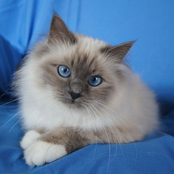 Heilige Birma von Eigil & Cavalier King Charles Spaniel Am Goldbach - Elsa 1