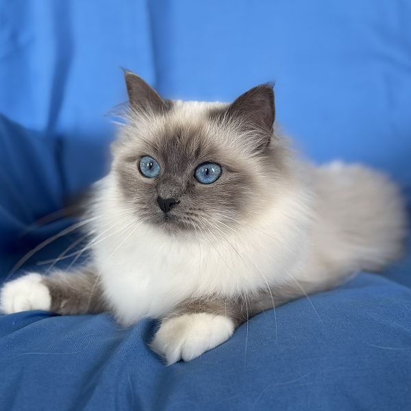 Heilige Birma von Eigil & Cavalier King Charles Spaniel Am Goldbach - Elsa 2 1