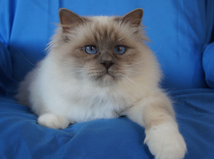 Heilige Birma von Eigil & Cavalier King Charles Spaniel Am Goldbach - Jacco 1