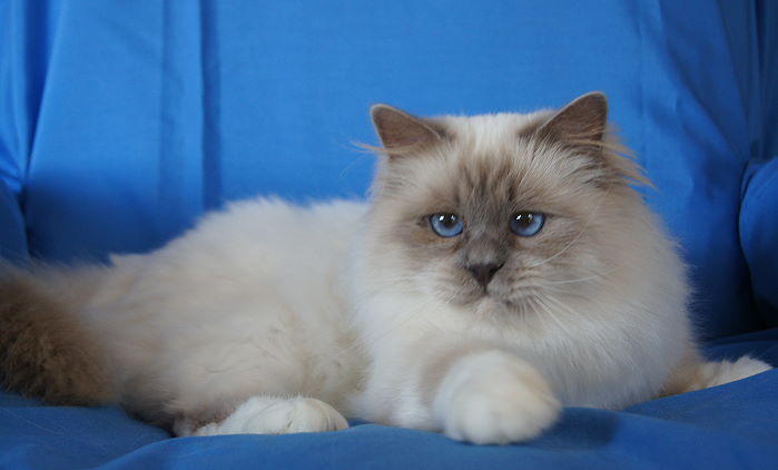 Heilige Birma von Eigil & Cavalier King Charles Spaniel Am Goldbach - Jacco 3