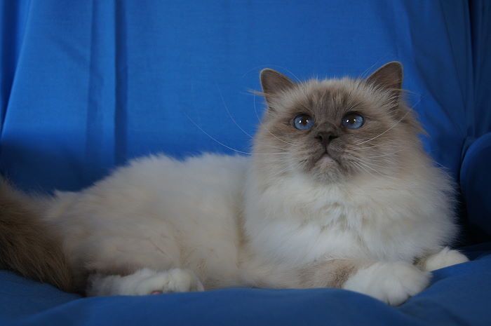 Heilige Birma von Eigil & Cavalier King Charles Spaniel Am Goldbach - Jacco2