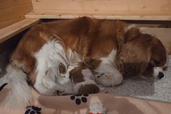 Heilige Birma von Eigil & Cavalier King Charles Spaniel Am Goldbach - WhatsApp Image 2026 04 10 at 19.57.45