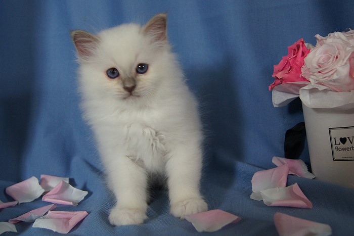 Kitten 24 Heilige Birma von Eigil & Cavalier King Charles Spaniel Am Goldbach - balu