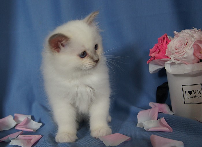 Kitten 25 Heilige Birma von Eigil & Cavalier King Charles Spaniel Am Goldbach - balu2