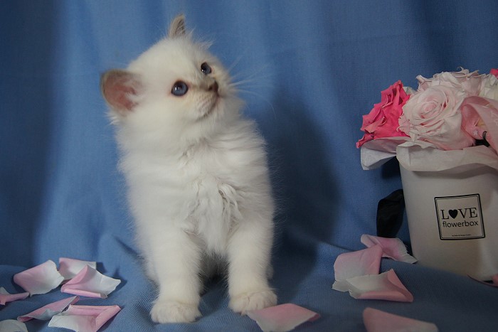 Kitten 26 Heilige Birma von Eigil & Cavalier King Charles Spaniel Am Goldbach - balu3