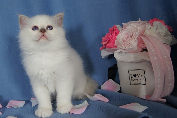 Kitten 27 Heilige Birma von Eigil & Cavalier King Charles Spaniel Am Goldbach - balu4