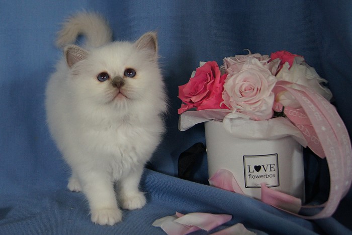 Kitten 34 Heilige Birma von Eigil & Cavalier King Charles Spaniel Am Goldbach - benita2