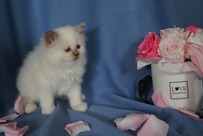 Kitten 33 Heilige Birma von Eigil & Cavalier King Charles Spaniel Am Goldbach - benita3