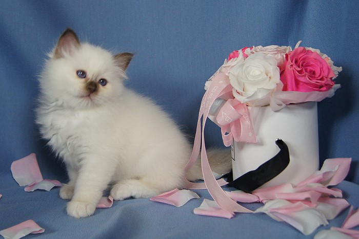 Kitten 19 Heilige Birma von Eigil & Cavalier King Charles Spaniel Am Goldbach - bibi1