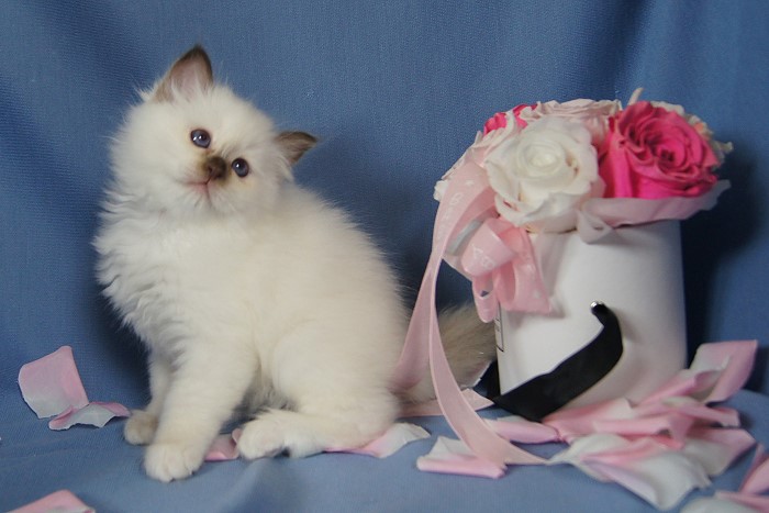 Kitten 18 Heilige Birma von Eigil & Cavalier King Charles Spaniel Am Goldbach - bibi2