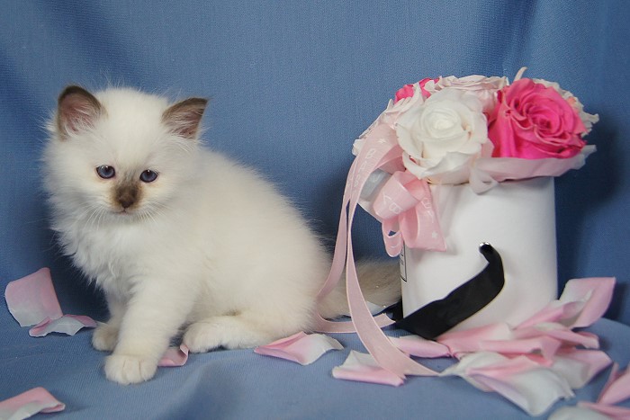Kitten 20 Heilige Birma von Eigil & Cavalier King Charles Spaniel Am Goldbach - bibi3