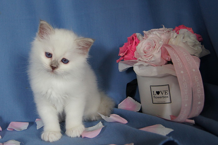 Kitten 28 Heilige Birma von Eigil & Cavalier King Charles Spaniel Am Goldbach - buzi
