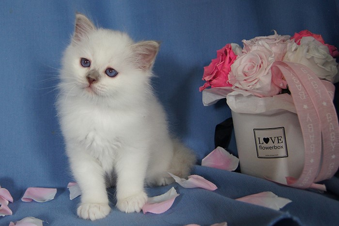 Kitten 29 Heilige Birma von Eigil & Cavalier King Charles Spaniel Am Goldbach - buzi2