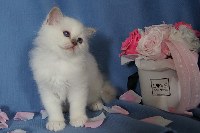Kitten 30 Heilige Birma von Eigil & Cavalier King Charles Spaniel Am Goldbach - buzi3