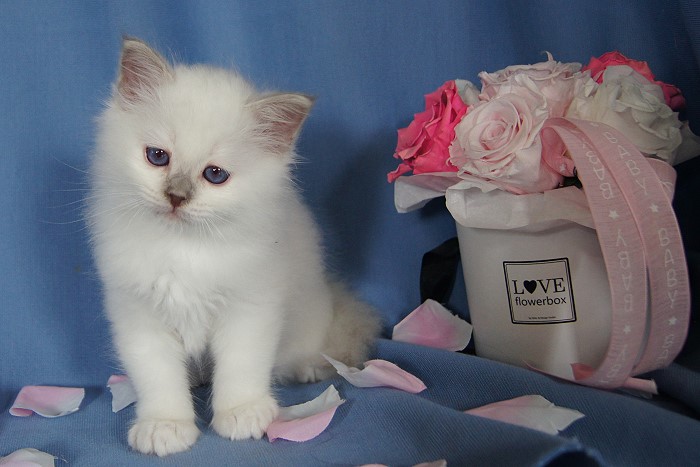 Kitten 31 Heilige Birma von Eigil & Cavalier King Charles Spaniel Am Goldbach - buzi4