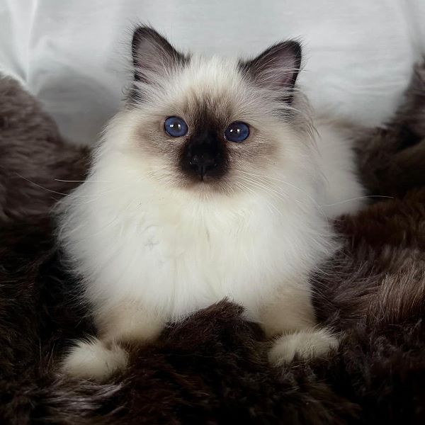 Heilige Birma von Eigil & Cavalier King Charles Spaniel Am Goldbach - eros1