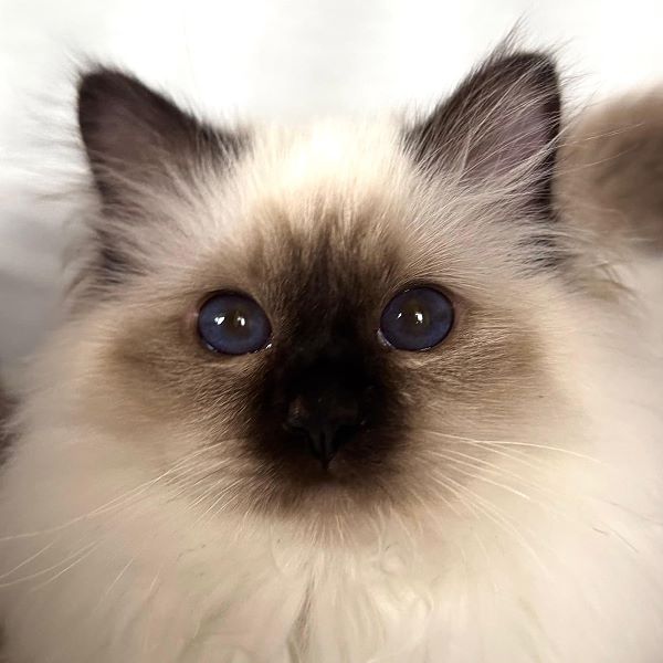 Heilige Birma von Eigil & Cavalier King Charles Spaniel Am Goldbach - eros2