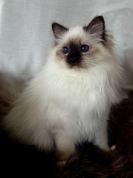 Heilige Birma von Eigil & Cavalier King Charles Spaniel Am Goldbach - eros3