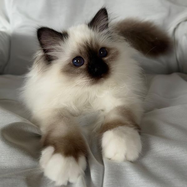 Heilige Birma von Eigil & Cavalier King Charles Spaniel Am Goldbach - eros4