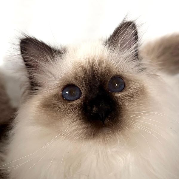 Heilige Birma von Eigil & Cavalier King Charles Spaniel Am Goldbach - eros5