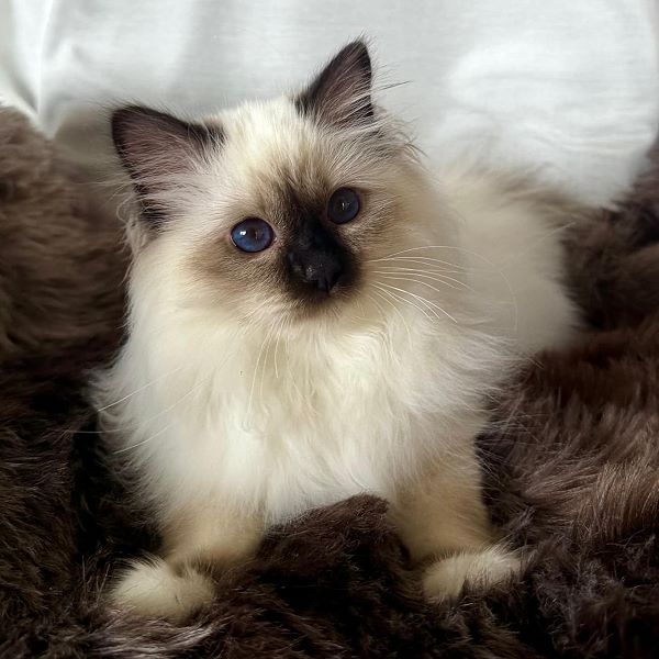 Heilige Birma von Eigil & Cavalier King Charles Spaniel Am Goldbach - eros6