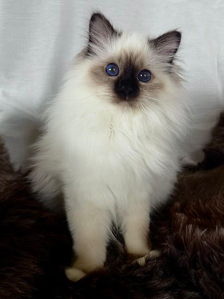 Heilige Birma von Eigil & Cavalier King Charles Spaniel Am Goldbach - eros7